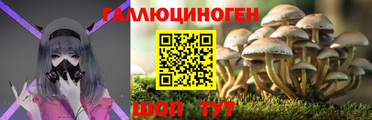 Галлюциногенные грибы Psilocybine cubensis  Псилоцибиновые грибы мицелий  Вход с VPN  Асино 